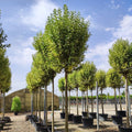 Ligustrum japonicum 'Aureum' - Cedar Nursery - Plants and Outdoor Living