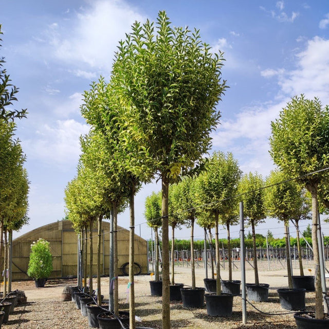 Ligustrum japonicum 'Aureum' - Cedar Nursery - Plants and Outdoor Living