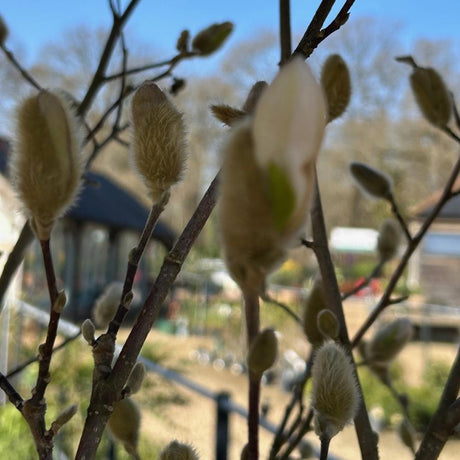 Buy Magnolia stellata from Cedar Nursery, Surrey