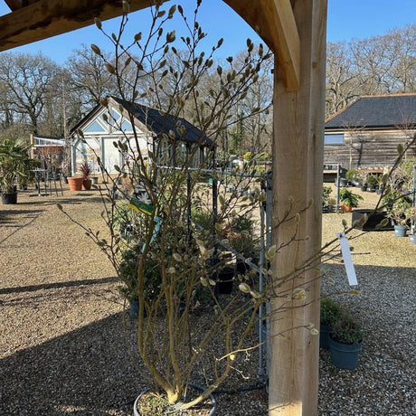 Magnolia stellata to buy in Surrey