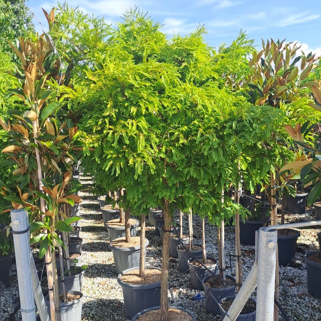 Metasequoia glyptostroboides 'Hamlet's Broom' - Cedar Nursery - Plants and Outdoor Living