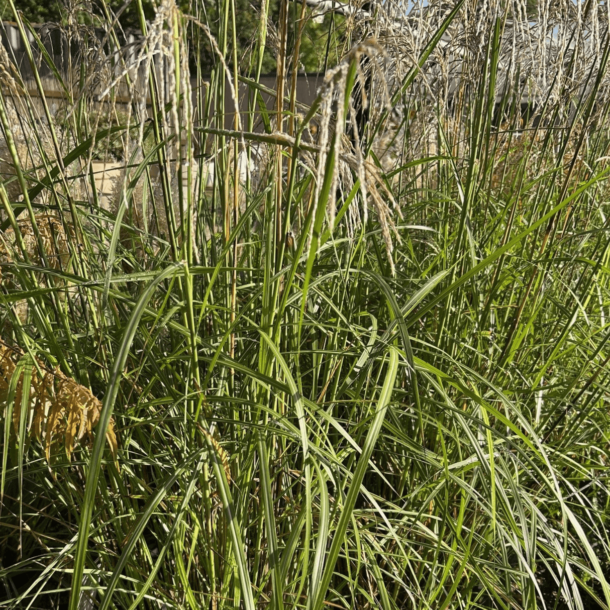 Miscanthus sinensis Pink Cloud='Empmis02' - Cedar Nursery - Plants and Outdoor Living