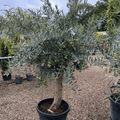 Olea europaea (Olive Tree) - 1/2 Std 60 cm stem 30 - 35 cm girth 45 litre - Cedar Nursery - Plants and Outdoor Living