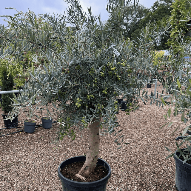 Olea europaea (Olive Tree) - 1/2 Std 60 cm stem 30 - 35 cm girth 45 litre - Cedar Nursery - Plants and Outdoor Living