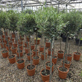 Olea europaea (Olive Tree) - Cedar Nursery - Plants and Outdoor Living