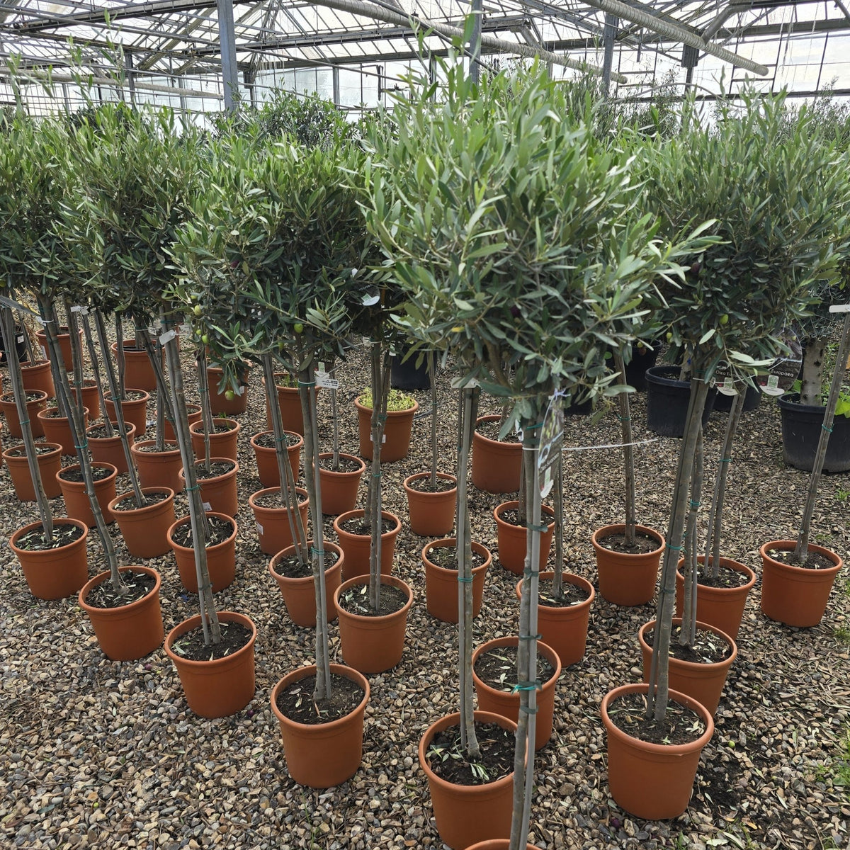 Olea europaea (Olive Tree) - Cedar Nursery - Plants and Outdoor Living