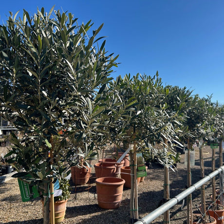 Buy olive trees direct from Cedar Nursery, Surrey