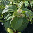 Pachysandra axillaris 'Great Cover' - 2 litre - Cedar Nursery - Plants and Outdoor Living