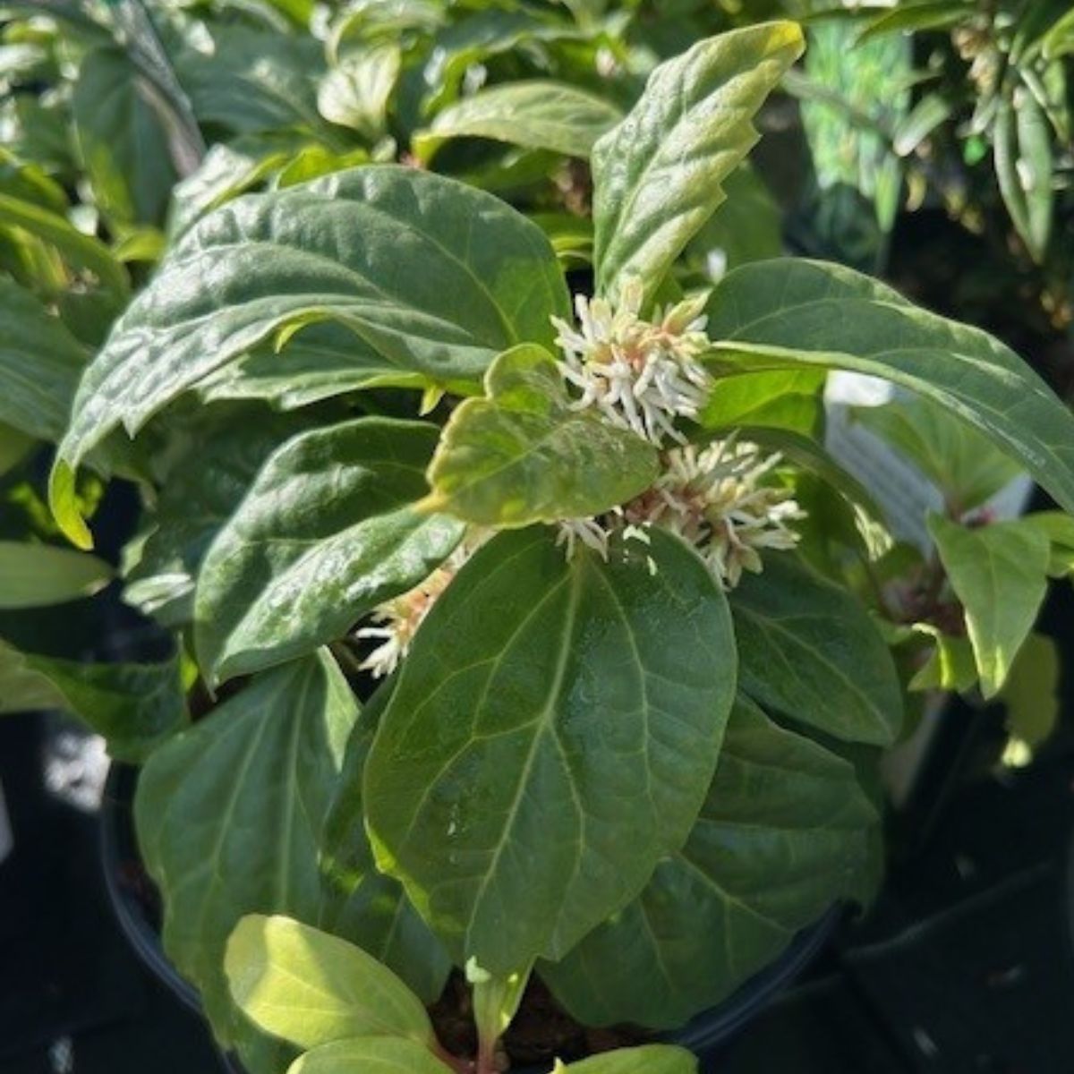 Pachysandra axillaris 'Great Cover' - 2 litre - Cedar Nursery - Plants and Outdoor Living