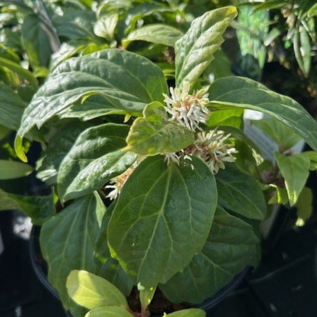Pachysandra axillaris 'Great Cover' - 2 litre - Cedar Nursery - Plants and Outdoor Living