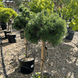 Pinus mugo 'Klosterkotter' - 50 cm Std 11 litre - Cedar Nursery - Plants and Outdoor Living