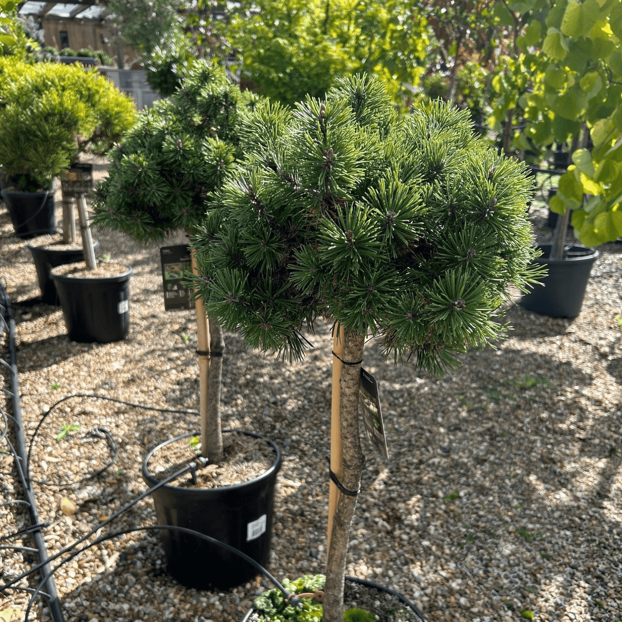 Pinus mugo 'Klosterkotter' - 50 cm Std 11 litre - Cedar Nursery - Plants and Outdoor Living