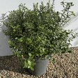 Pittosporum - 25 cm Sphere 5 litre - Cedar Nursery - Plants and Outdoor Living