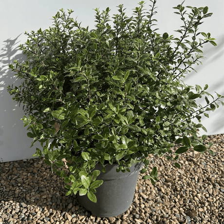 Pittosporum - 25 cm Sphere 5 litre - Cedar Nursery - Plants and Outdoor Living