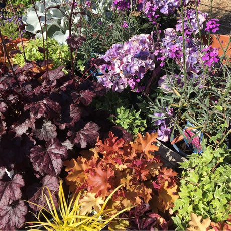 in-stock garden plants