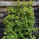 PlantBox Living Wall with herbs - Cedar Nursery - Plants and Outdoor Living