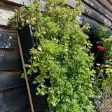 PlantBox Living Wall with herbs - Cedar Nursery - Plants and Outdoor Living