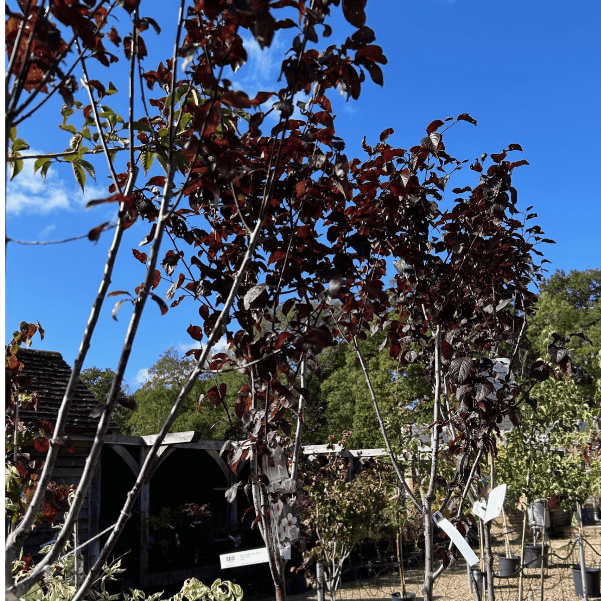 Prunus cerasifera 'Nigra' (Cherry) - Cedar Nursery - Plants and Outdoor Living