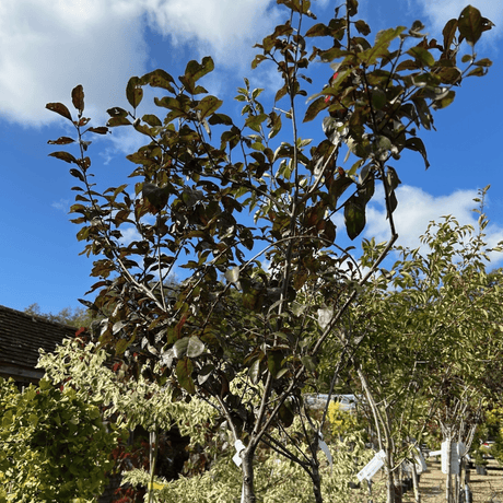 Prunus x cistena (Cherry) - Cedar Nursery - Plants and Outdoor Living