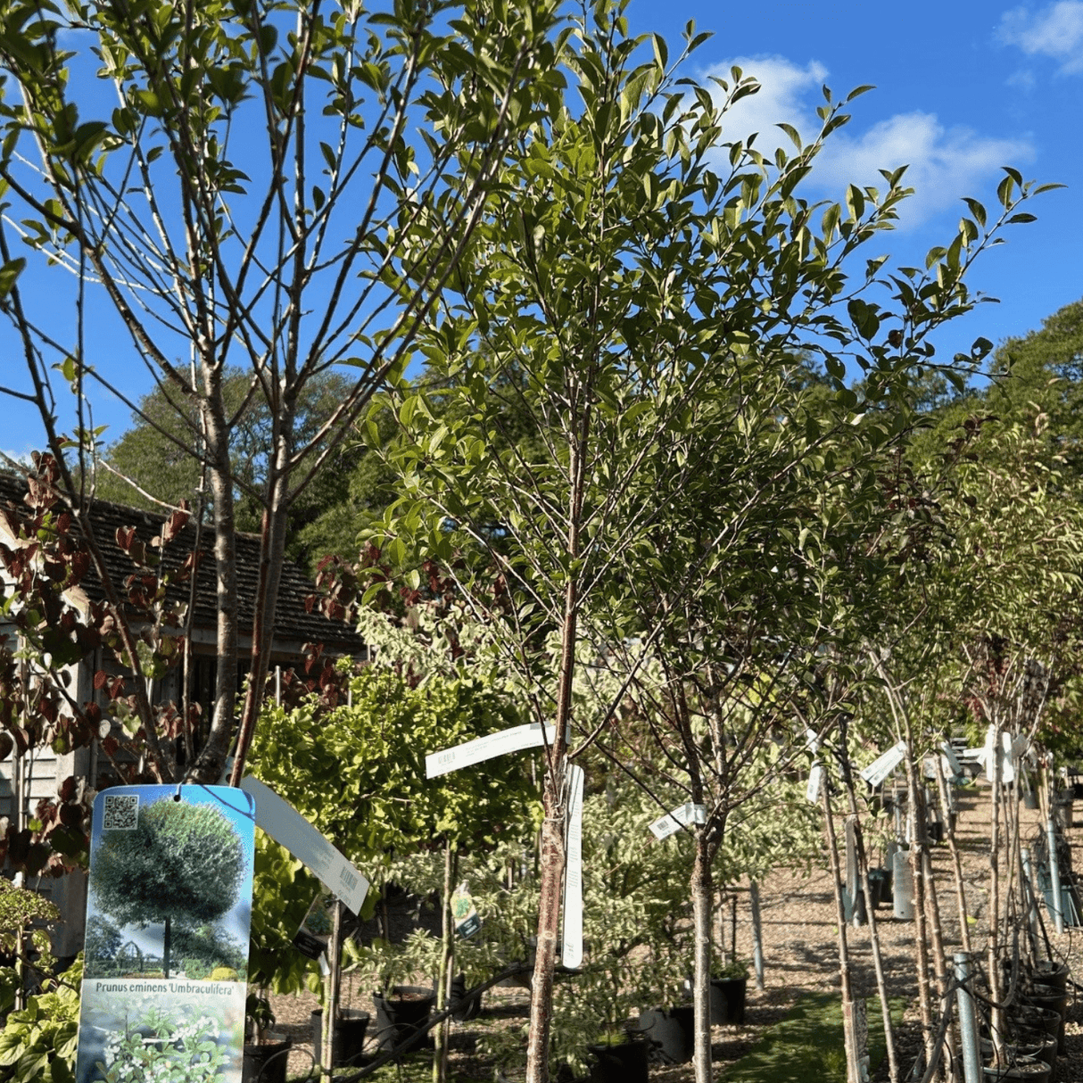Prunus x eminens 'Umbraculifera' (Cherry) - Cedar Nursery - Plants and Outdoor Living