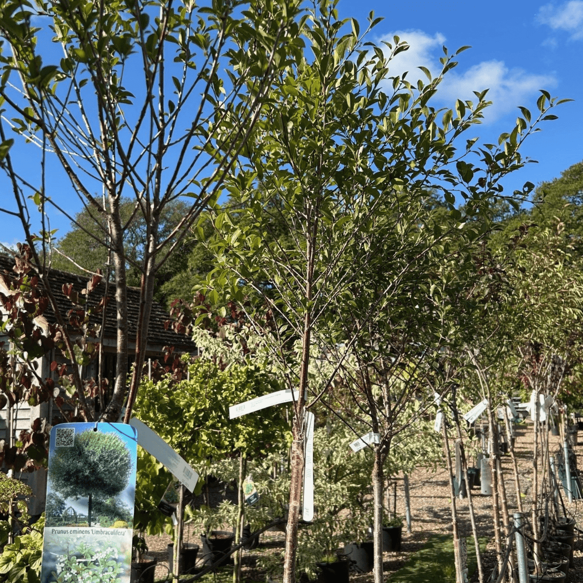 Prunus x eminens 'Umbraculifera' (Cherry) - Cedar Nursery - Plants and Outdoor Living