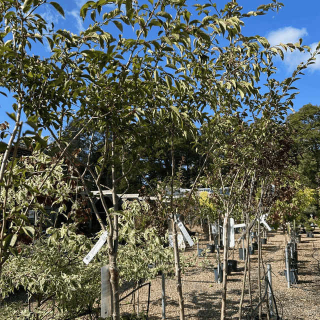 Prunus x subhirtella 'Autumnalis Rosea' (Cherry) - Cedar Nursery - Plants and Outdoor Living