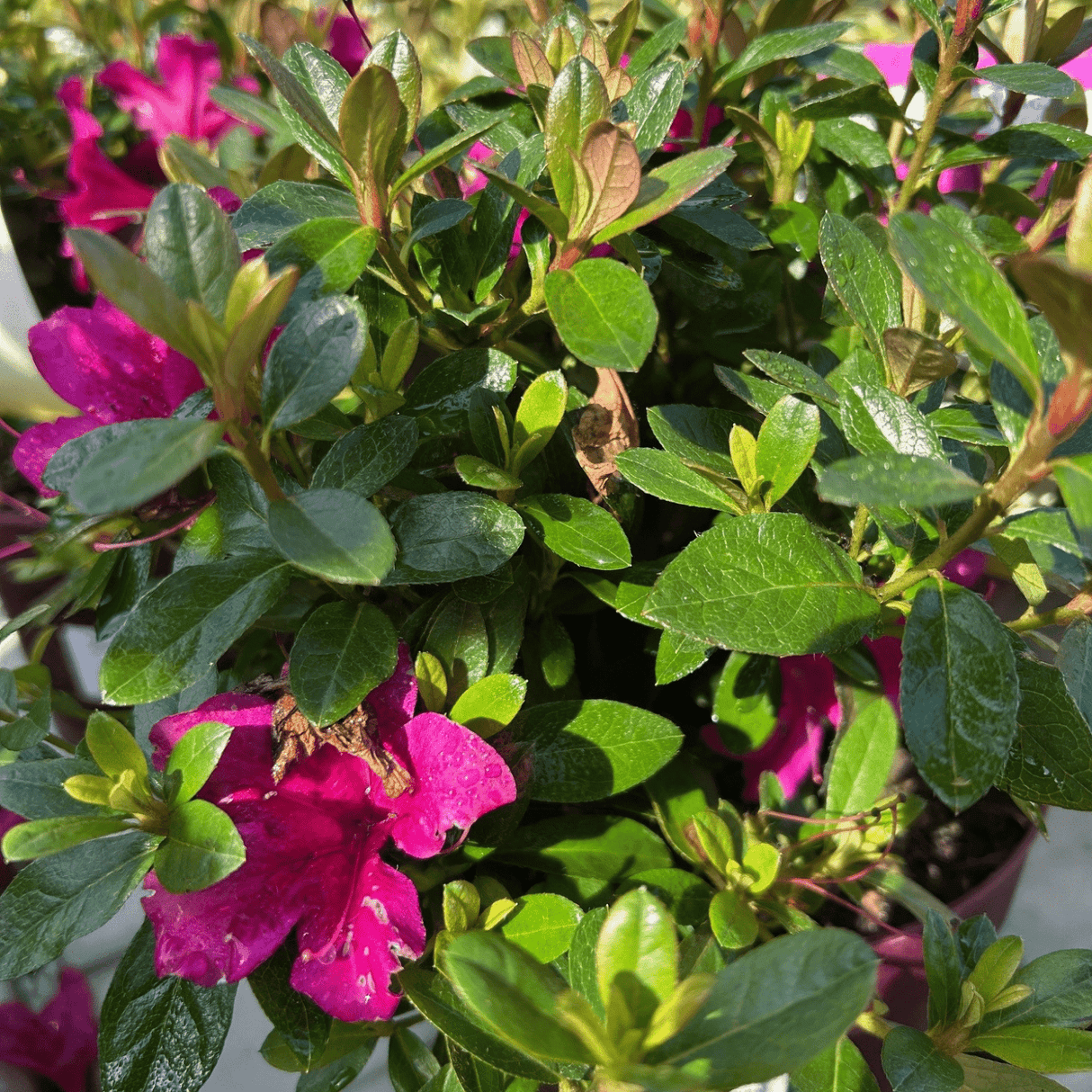 Rhododendron Autumn Princess='Roblea' (Encore Azalea Series) (EA) - Cedar Nursery - Plants and Outdoor Living