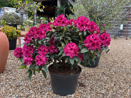 Rhododendron 'Marie Fortier' - 25 litre Red - Cedar Nursery - Plants and Outdoor Living