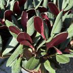 Rhododendron Wine and Roses ='Pinkros' - Cedar Nursery - Plants and Outdoor Living