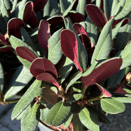 Rhododendron Wine and Roses ='Pinkros' - Cedar Nursery - Plants and Outdoor Living