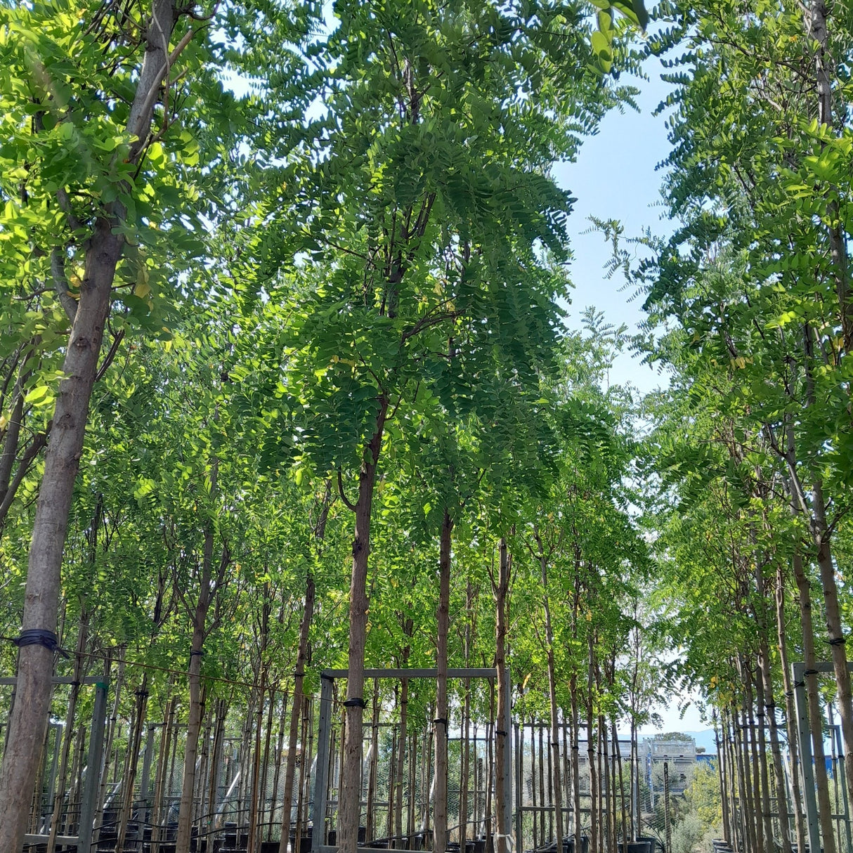 Robinia pseudoacacia 'Frisia' - Cedar Nursery - Plants and Outdoor Living