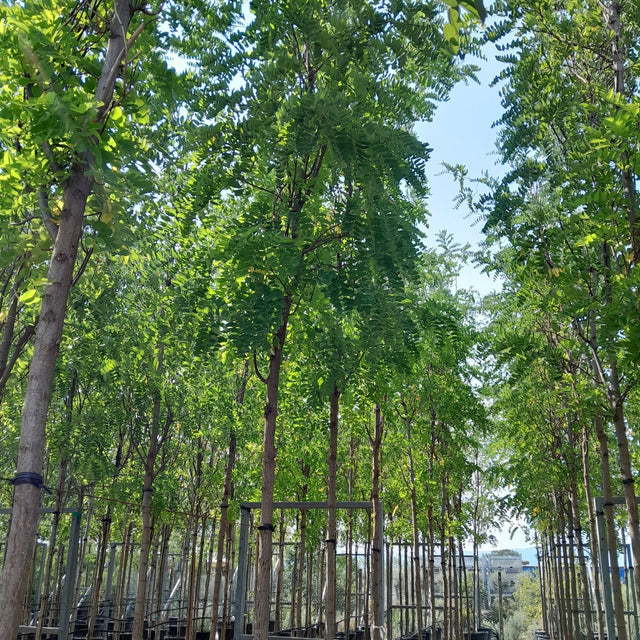 Robinia pseudoacacia 'Frisia' - Cedar Nursery - Plants and Outdoor Living