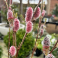 Salix gracilistyla 'Mount Aso' (m) - 7 litre - Cedar Nursery - Plants and Outdoor Living