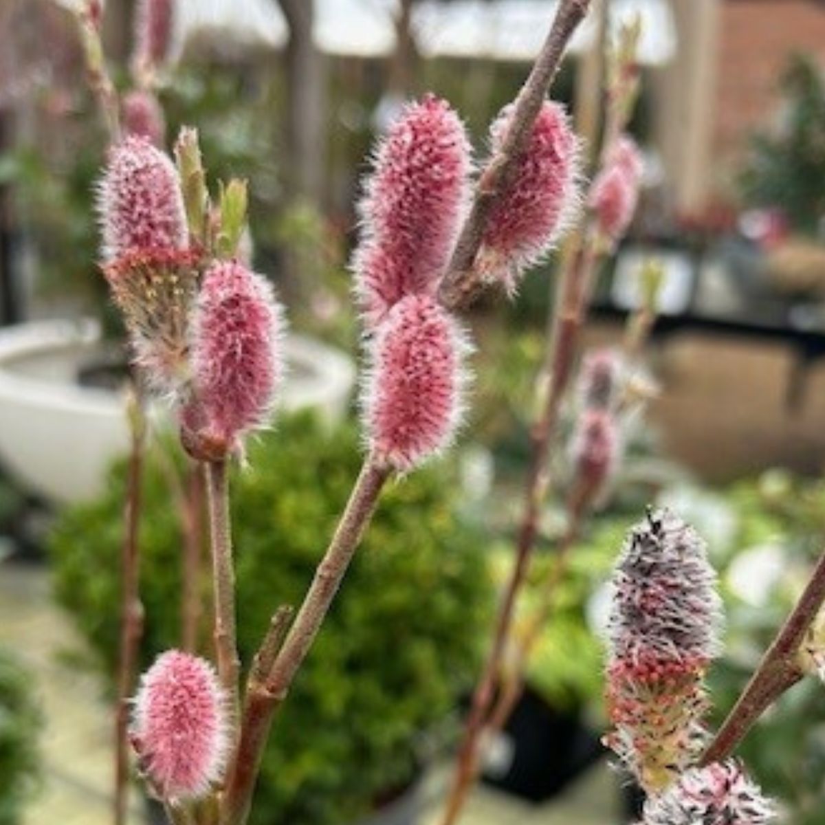 Salix gracilistyla 'Mount Aso' (m) - 7 litre - Cedar Nursery - Plants and Outdoor Living