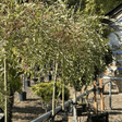 Salix integra 'Hakuro - nishiki' (Willow) - 3/4 Std Stem 150 12 litre - Cedar Nursery - Plants and Outdoor Living