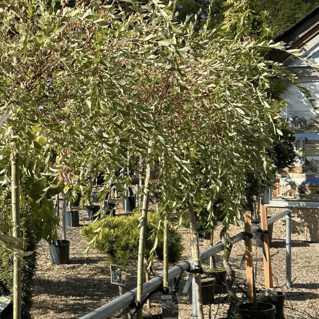 Salix integra 'Hakuro - nishiki' (Willow) - 3/4 Std Stem 150 12 litre - Cedar Nursery - Plants and Outdoor Living