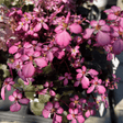 Saxifraga Dancing Pixies Series - Cedar Nursery - Plants and Outdoor Living