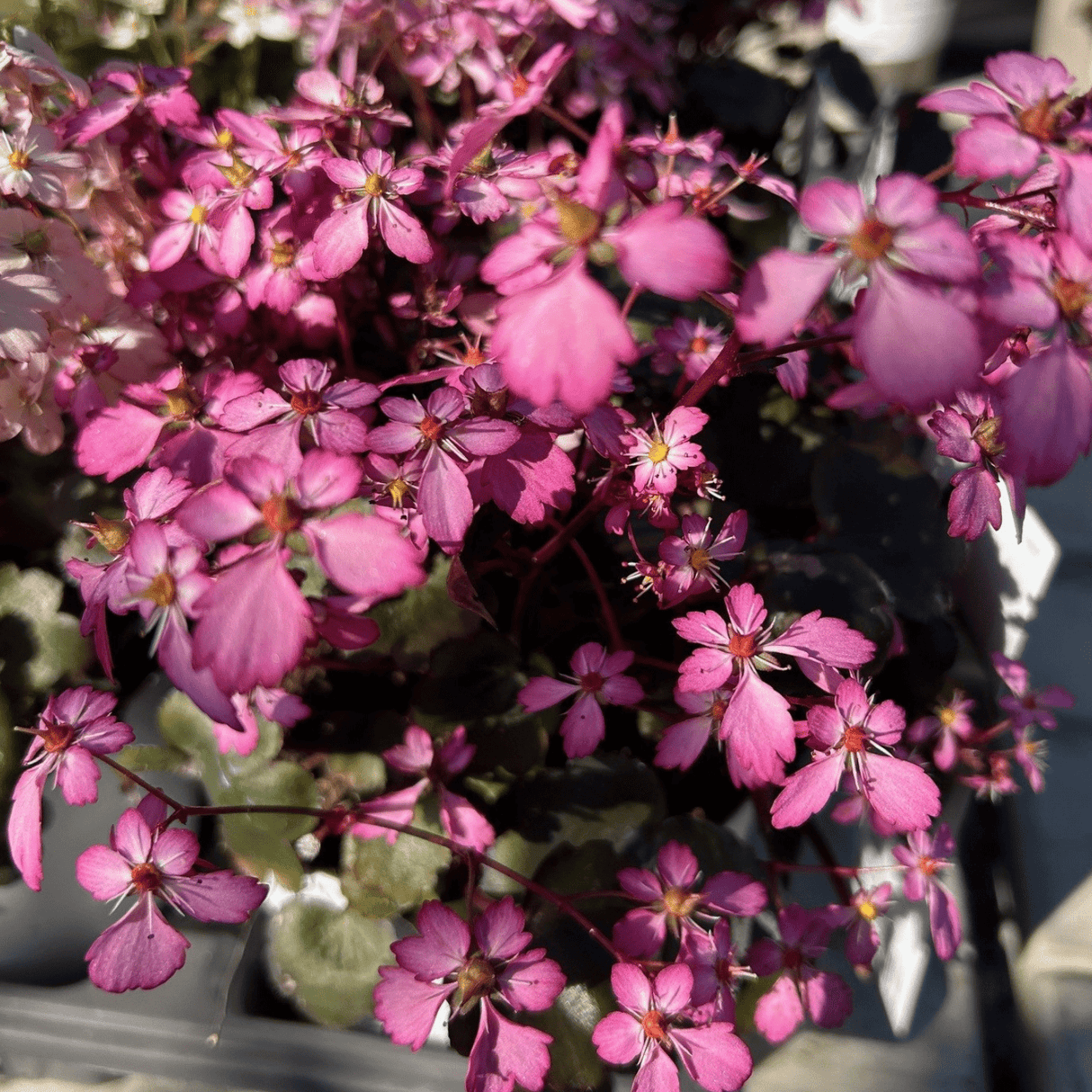 Saxifraga Dancing Pixies Series - Cedar Nursery - Plants and Outdoor Living