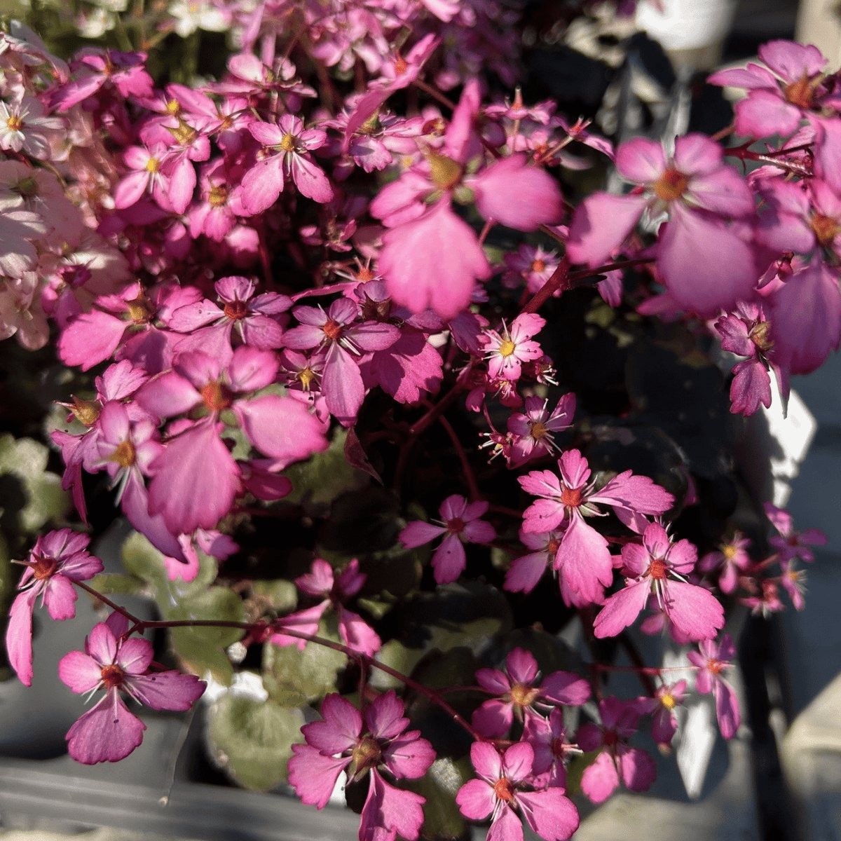 Saxifraga Dancing Pixies Series - Cedar Nursery - Plants and Outdoor Living