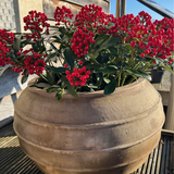 Skimmia in large pot
