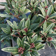 Skimmia japonica 'Olympic Flame' (f) - 2 litre - Cedar Nursery - Plants and Outdoor Living