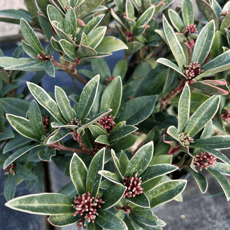Skimmia japonica 'Olympic Flame' (f) - 2 litre - Cedar Nursery - Plants and Outdoor Living
