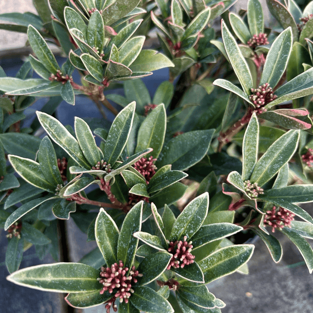 Skimmia japonica 'Olympic Flame' (f) - 2 litre - Cedar Nursery - Plants and Outdoor Living