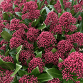 Skimmia japonica Rubesta Optima='Moeropti 3' (m) - Cedar Nursery - Plants and Outdoor Living
