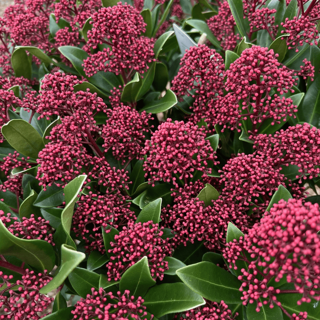 Skimmia japonica Rubesta Optima='Moeropti 3' (m) - Cedar Nursery - Plants and Outdoor Living