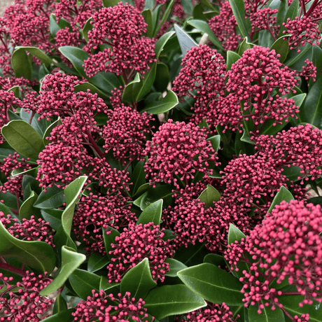 Skimmia japonica Rubesta Optima='Moeropti 3' (m) - Cedar Nursery - Plants and Outdoor Living