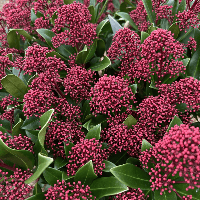 Skimmia japonica Rubesta Optima='Moeropti 3' (m) - Cedar Nursery - Plants and Outdoor Living