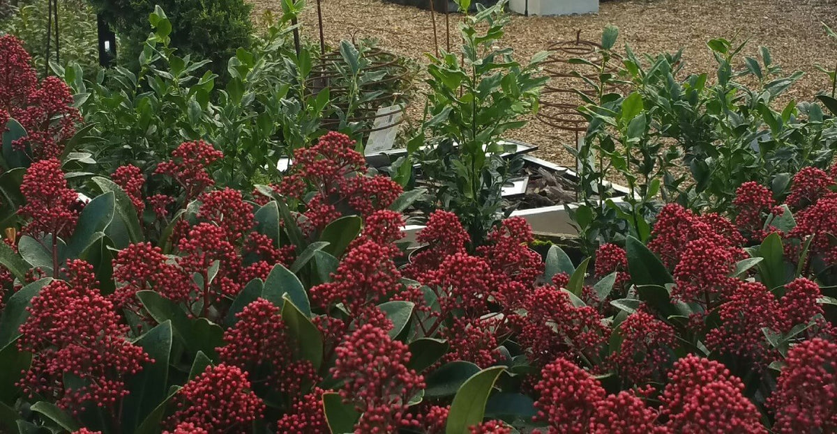 Beautiful Skimmia Rubella plants at Cedar Nursery in Surrey