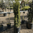 Taxus baccata 'David' - 18 litre (Yew) - Cedar Nursery - Plants and Outdoor Living