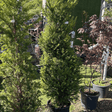 Taxus baccata (Yew) - Cedar Nursery - Plants and Outdoor Living